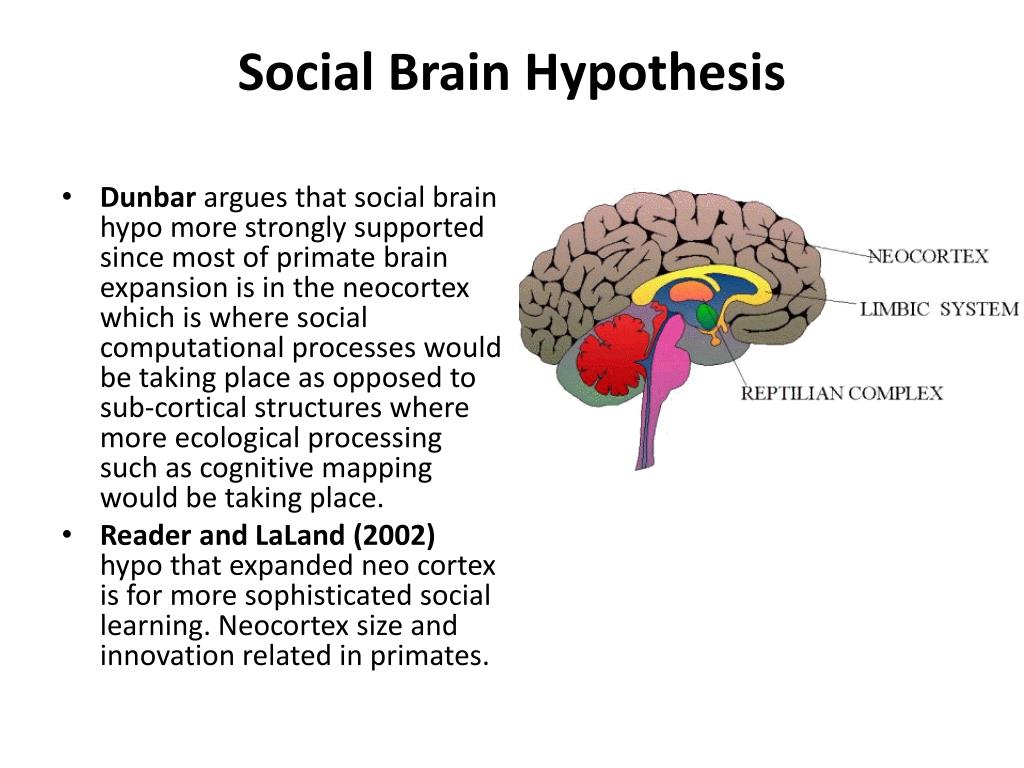 The social brain hypothesis